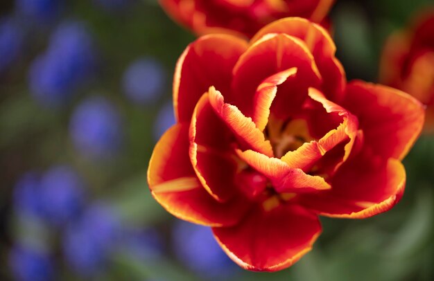 Hermoso tulipán rojo sobre un fondo borroso