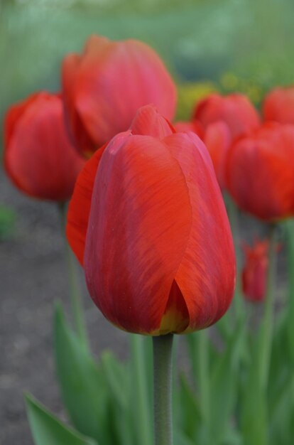 Hermoso tulipán rojo Tulipanes rojos con hojas verdes