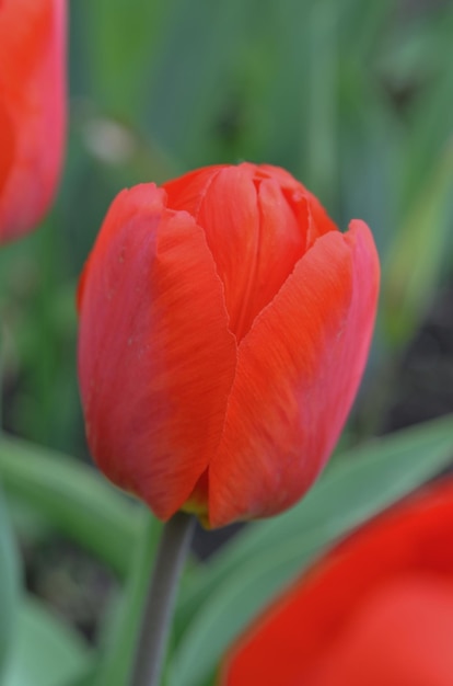 Hermoso tulipán rojo Tulipanes rojos con hojas verdes