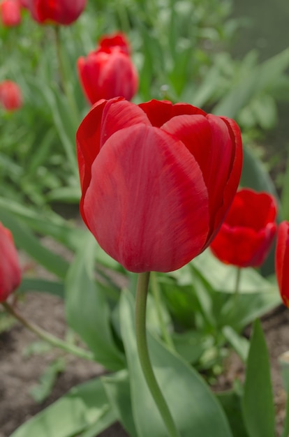 Hermoso tulipán rojo Tulipanes rojos con hojas verdes