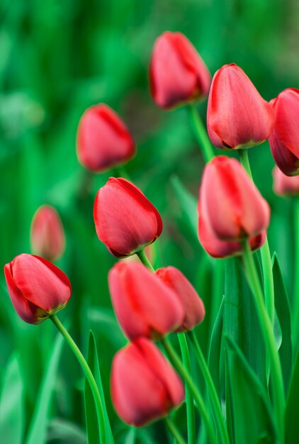 Hermoso tulipán rojo