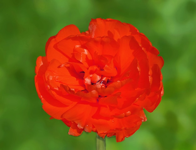 Hermoso tulipán rojo