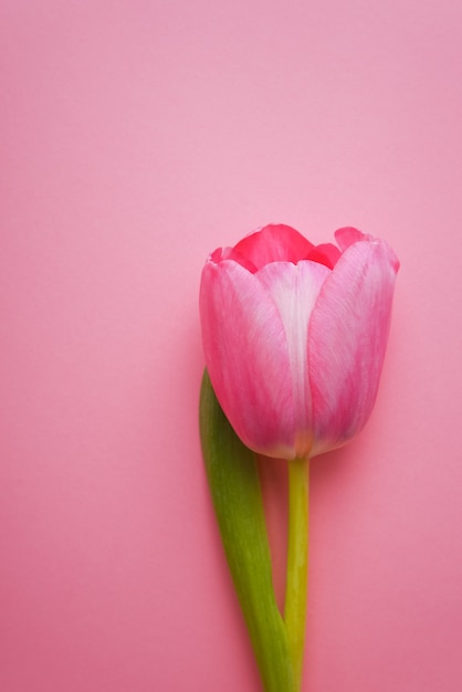 Un hermoso tulipán rosa close-up sobre una mesa de color rosa.