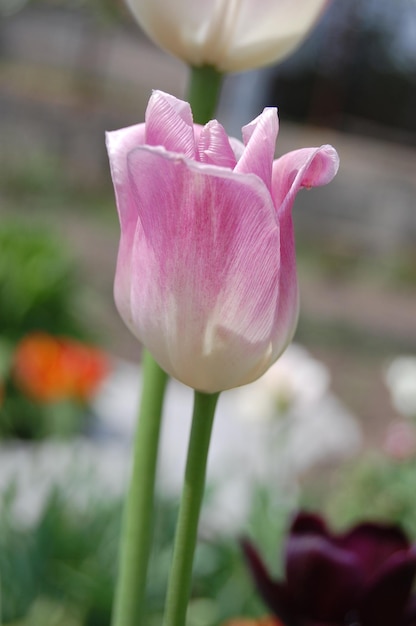 Hermoso tulipán rosa florece en el jardín de primavera