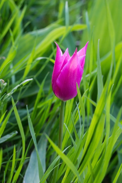 Un hermoso tulipán rosa de primavera en flor en el jardín