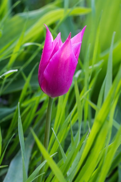 Un hermoso tulipán rosa de primavera en el jardín