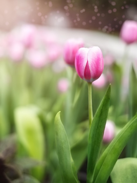 hermoso tulipán rosa