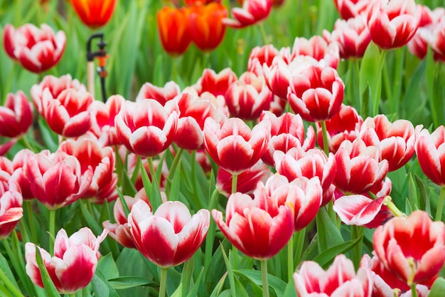 Hermoso de tulipanes en jardín