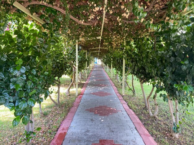 Hermoso túnel hecho de plantas verdes naturales arbustos árboles y pasarela de pavimento