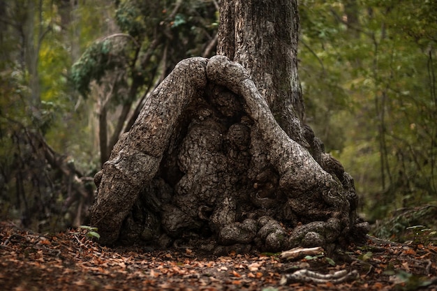 hermoso, verde, verano, bosque, primavera, plano de fondo, hierba, y, árboles