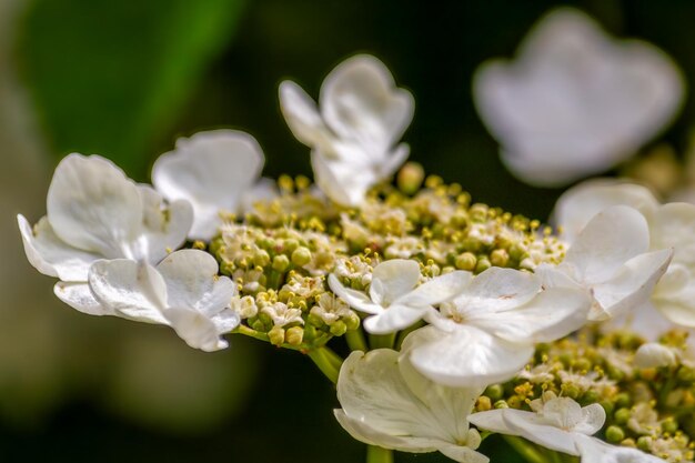 Foto el hermoso viburnum esquimal en flor en el soleado abril foto de alta calidad