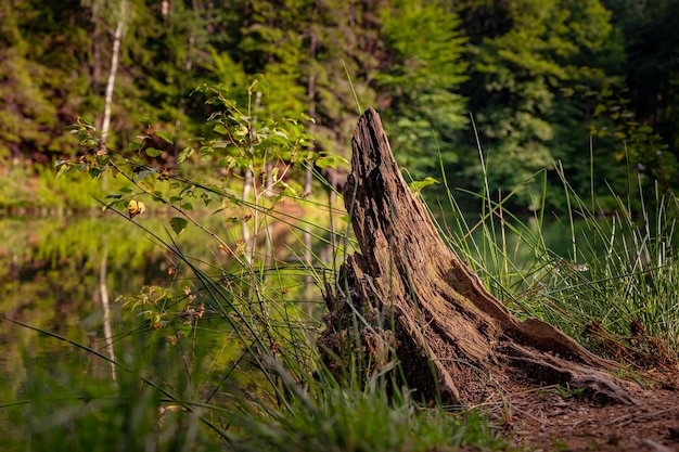 Hermoso viejo tocón de árbol cerca del lago en el bosque