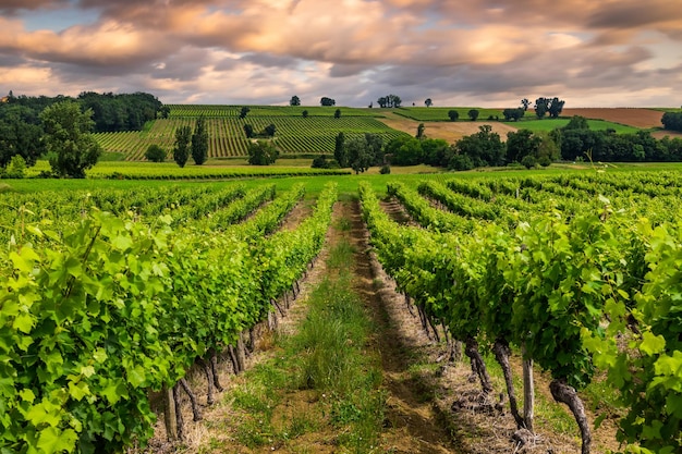 Hermoso viñedo al atardecer Viajar por Francia Burdeos