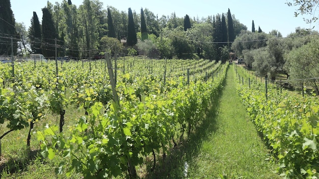 Hermoso viñedo en la ladera del sur de francia