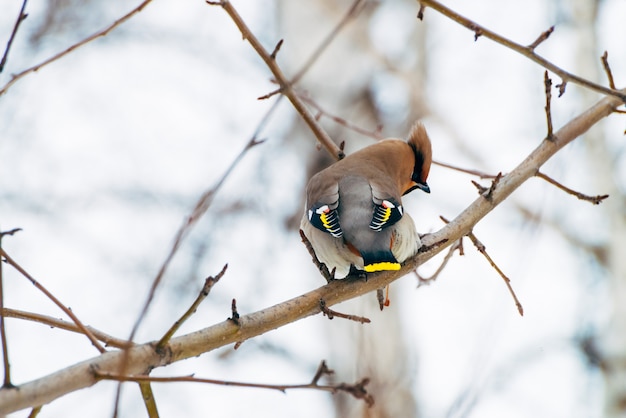 Hermoso waxwing se sienta en el brunch del árbol. Colorido pájaro cantor migratorio canta en el brunch