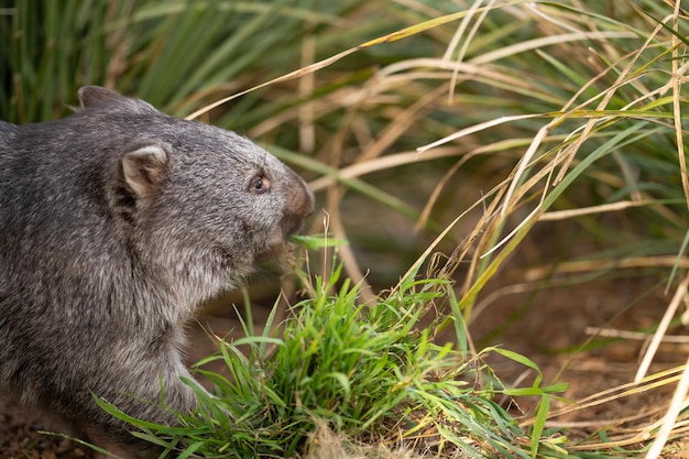 Hermoso wombat en la selva australiana en un parque de tasmania Fauna australiana en un parque nacional en Australia comiendo hierba