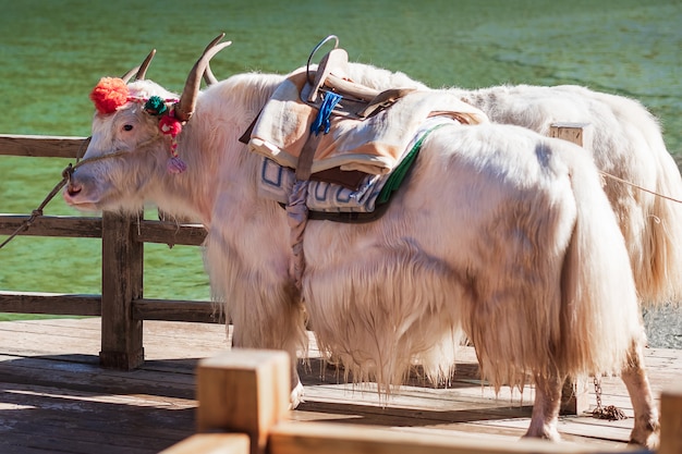 Hermoso de Yak en Blue Moon Valley, punto de referencia y lugar popular para las atracciones turísticas dentro del área escénica Jade Dragon Snow Mountain (Yulong), cerca del casco antiguo de Lijiang. Lijiang, Yunnan, China.