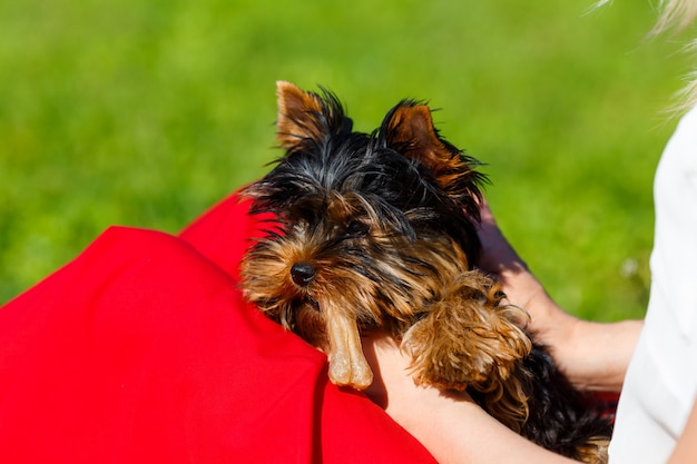 Hermoso Yorkshire terrier jugando con un juguete en manos de su dueño