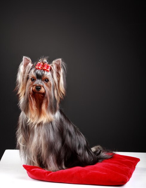 Hermoso yorkshire terrier sobre fondo negro