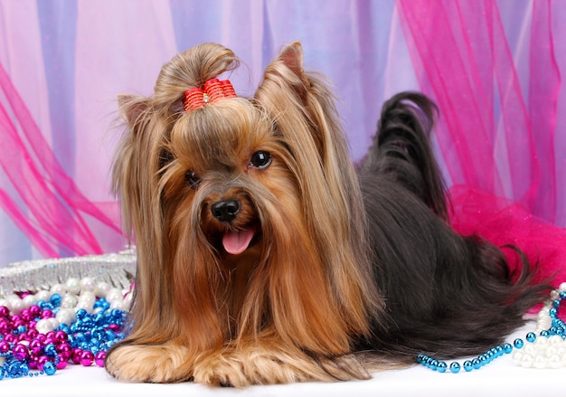 Hermoso yorkshire terrier en tela