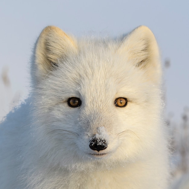 Hermoso zorro ártico en la tundra de invierno wilde.