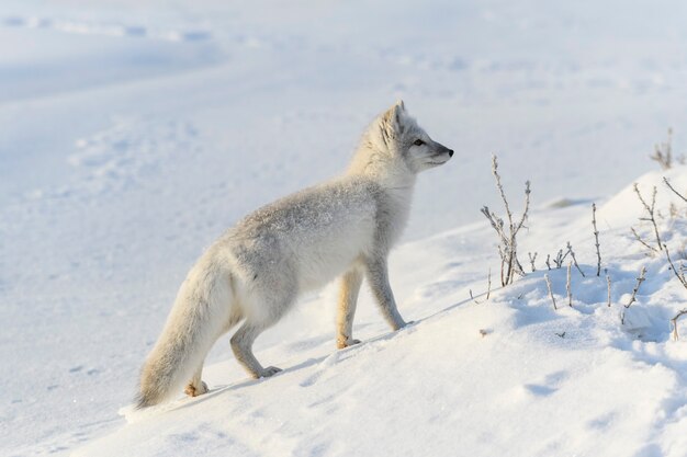 Hermoso zorro ártico en la tundra de invierno wilde.