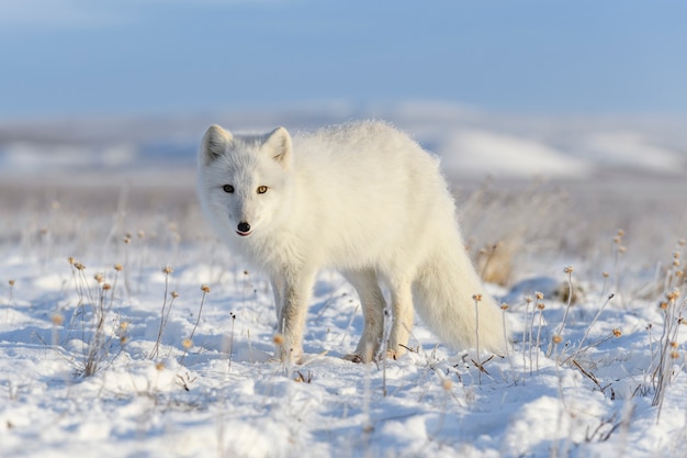 Hermoso zorro ártico en la tundra de invierno wilde.