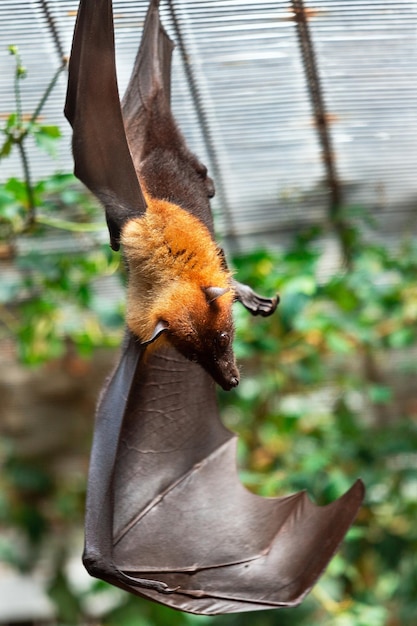 Hermoso zorro volador cuelga con alas extendidas.