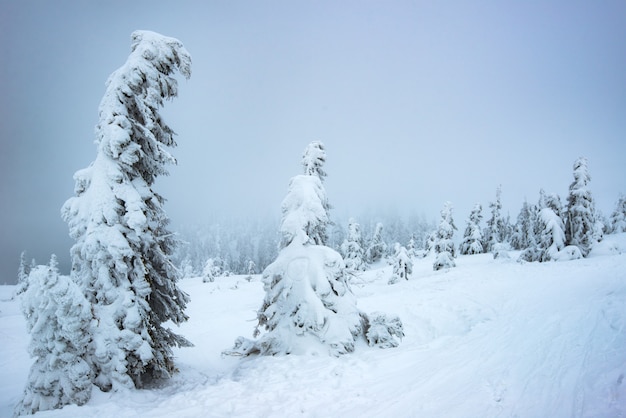 Hermosos abetos nevados en todo el paisaje nevado