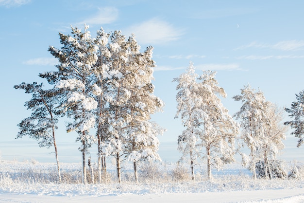 Hermosos abetos de nieve en el sol