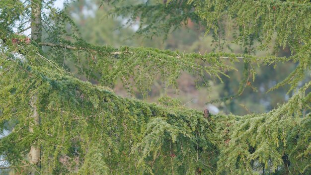 Hermosos abetos verdes en la naturaleza agujas de abeto verde fresco en una rama de árbol de Navidad en el