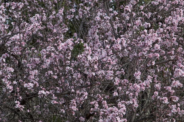 Hermosos almendros