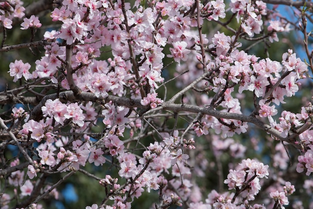 Hermosos almendros