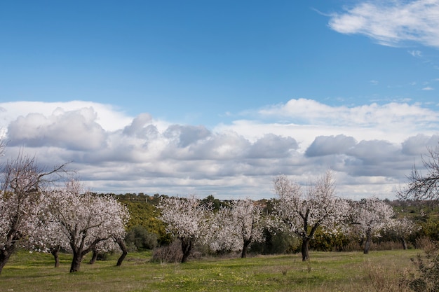 Hermosos almendros