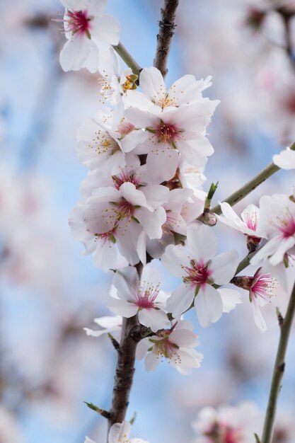 Hermosos almendros