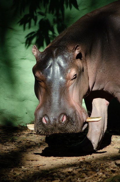 Hermosos animales fotografiados en un zoológico de Brasil con luz natural.