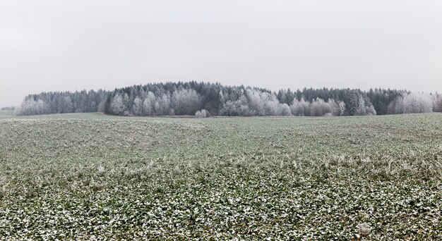 Hermosos árboles altos en invierno cubiertos de nieve en un clima helado