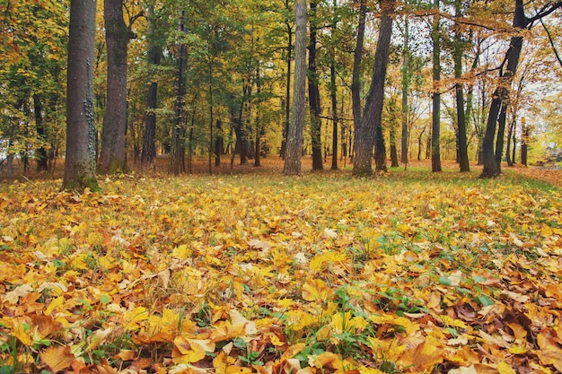 hermosos árboles amarillos en otoño en el parque