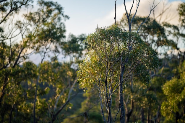 Hermosos árboles y arbustos de goma en el bosque australiano Gumtrees y plantas nativas que crecen en Australia