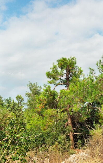 Hermosos árboles en el bosque en el norte de Israel