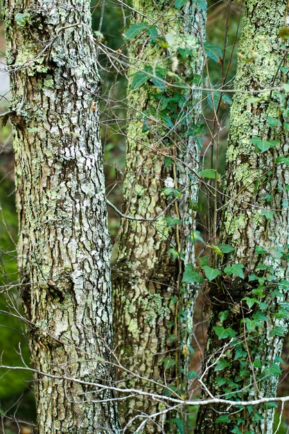 Hermosos árboles en el bosque