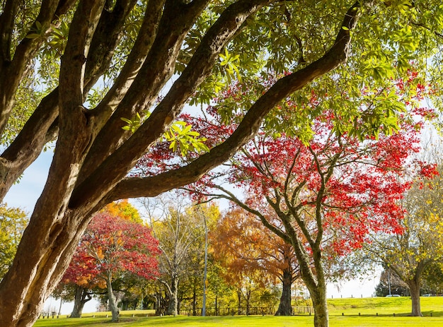 Hermosos árboles coloridos y estanque en el parque de otoño, Nueva Zelanda