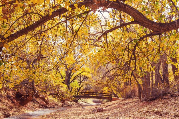 Hermosos árboles coloridos en el parque otoño