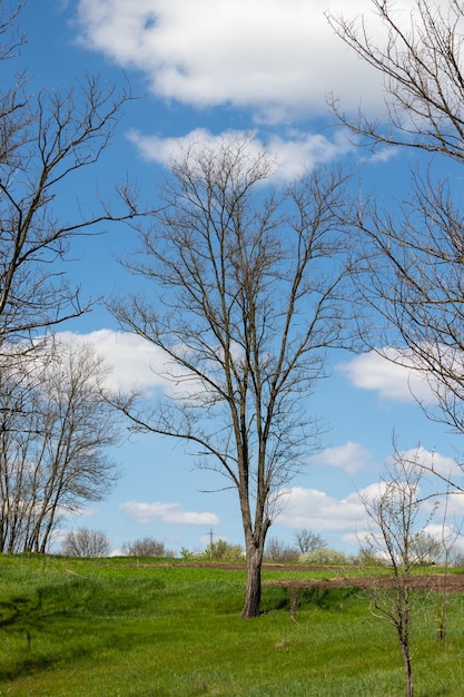 Hermosos árboles contra el cielo azul y las nubes.