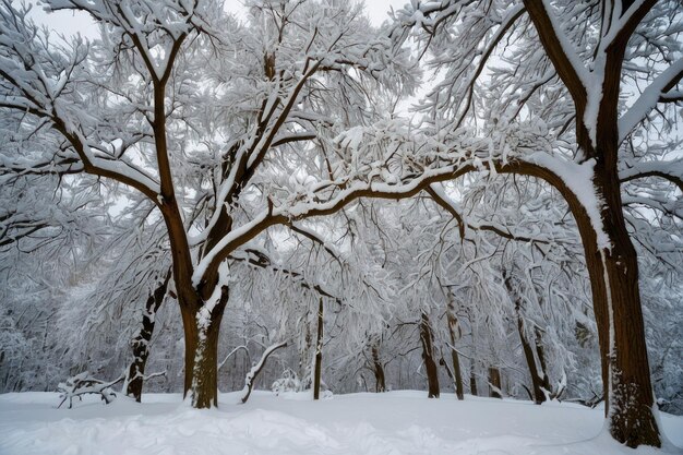 Hermosos árboles cubiertos de nieve en un día de invierno