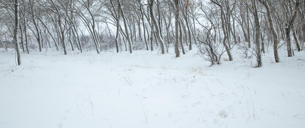 Hermosos árboles cubiertos de nieve Invierno