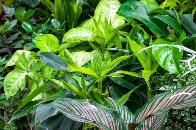 Hermosos árboles decorativos verdes en el jardín botánico de cerca