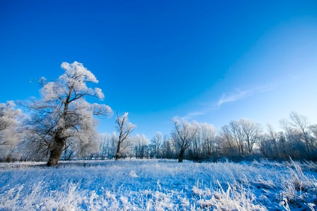Hermosos árboles en escarcha blanca sobre el fondo del cielo azul