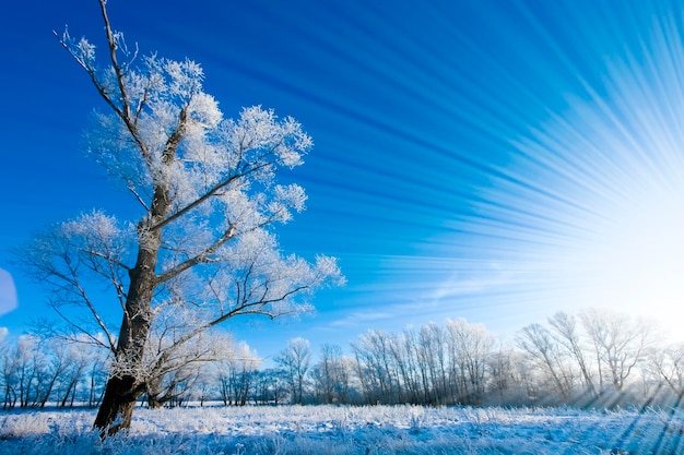 Hermosos árboles en escarcha blanca sobre el fondo del cielo azul