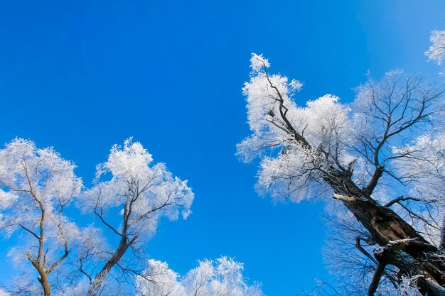 Hermosos árboles en escarcha blanca sobre el fondo del cielo azul